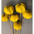 Patti Pumpkin Yellow (6)